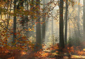Autumn Colour in Poundhill Inclosure image ref 329