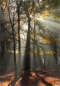 Autumn Sunburst at Rhinefield
image ref 349