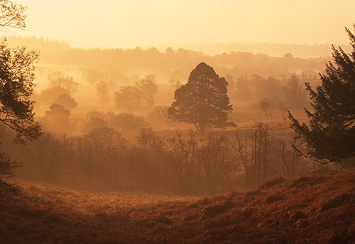 New Forest Landscapes : Misty Winter Dawn near Backley