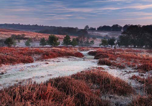 New Forest Landscapes : Frost at Backley Bottom