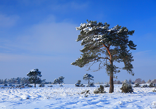 New Forest Landscapes : Beaulieu Heath in the Snow