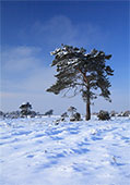 Snow on Beaulieu Heath image ref 333