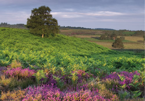 New Forest Landscapes : Heather and Bracken at Holmsley