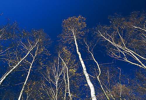New Forest Landscapes : Autumn Birch Trees