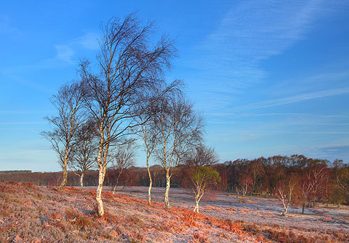 New Forest Landscapes : Birches near Beaulieu Road
