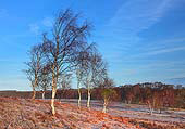 Birches near Beaulieu Road image ref 338