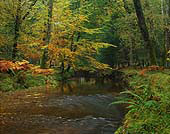 Black Water at Rhinefield in Autumn image ref 203
