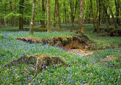 New Forest Landscapes : Bluebells in Broomy Inclosure
