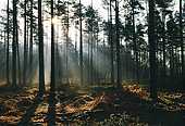 Sunrays in conifer plantation image ref 115