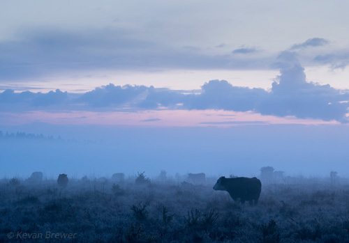 New Forest Landscapes : Grazing Cows at Dawn near Wilverley
