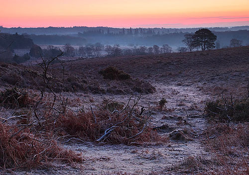 New Forest Landscapes : Dawn View over Blackensford Bottom