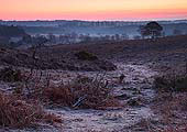 Dawn View over Blackensford Bottom image ref 279