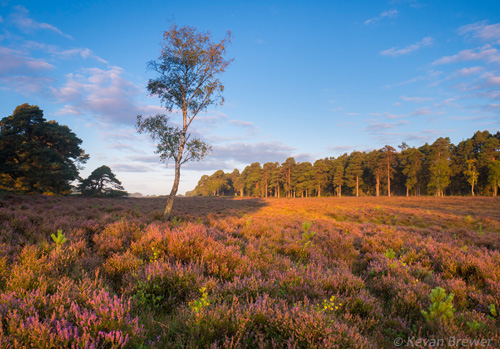 New Forest Landscapes : Early Light at Ferny Knap