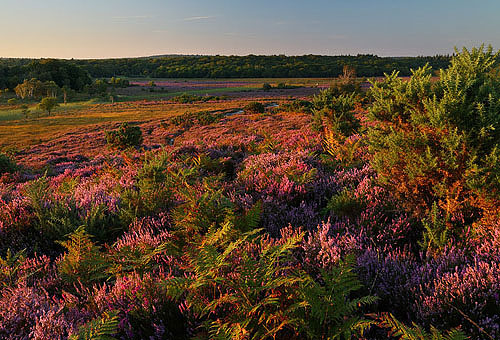 New Forest Landscapes : Evening Light at Markway Hill