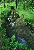 Ferns by Bratley Water in Spring image ref 175