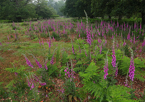 New Forest Landscapes : Foxgloves in Bratley Wood