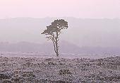 Pine Tree in the Frost image ref 64
