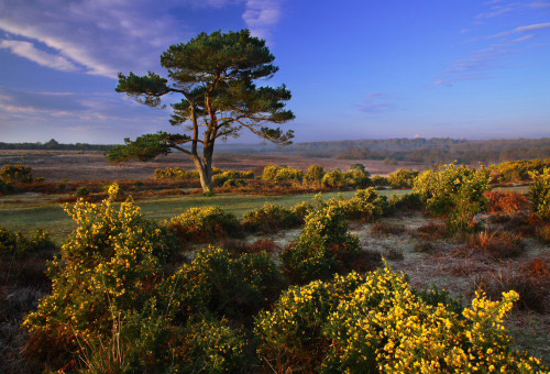 New Forest Landscapes : Gorse at Bratley View