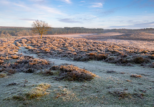New Forest Landscapes : Hasley Hill in the Frost