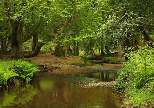 New Forest Landscapes : Highland Water at Queen Bower