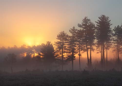 New Forest Landscapes : Dawn over Highland Water Inclosure
