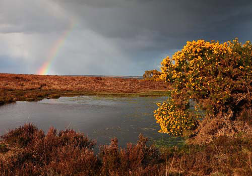 New Forest Landscapes : Rainbow over Hincheslea