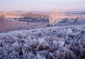 Hoar Frost at Wilverley image ref 401