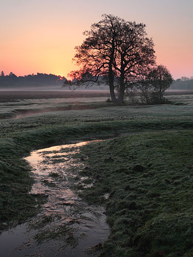 New Forest Landscapes : Longwater Lawn at Sunrise I