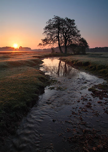 New Forest Landscapes : Longwater Lawn at Sunrise II