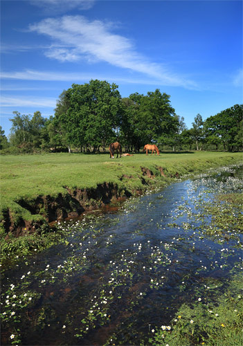 New Forest image: Beaulieu River in Spring