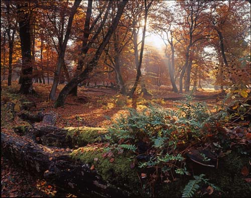 New Forest Landscapes : Autumn in Mark Ash Wood