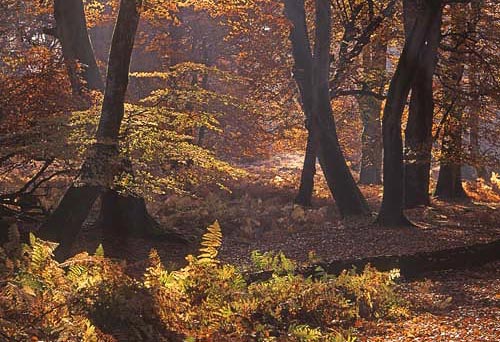 Mark Ash Wood in Autumn.Autumn sunlight adds another dimension to the colours in the deciduous woodlands of the New Forest