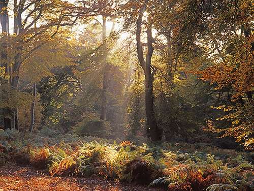 New Forest Landscapes : Sun-rays in Mark Ash Wood in Autumn
