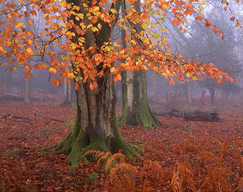 New Forest Landscapes : Beech Trees in late Autumn at Matley Wood 