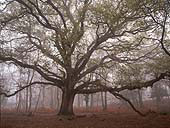 Spreading Oak in Matley Wood image ref 208