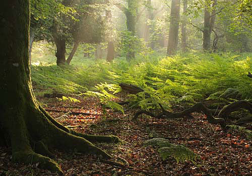 New Forest Landscapes : Summer Dawn in Matley Wood