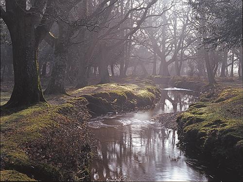 New Forest Landscapes : Winter Dawn at Mill Lawn Brook