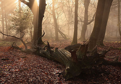 New Forest Landscapes : Morning Mist in the Coppice of Linwood