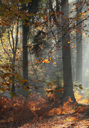 New Forest Landscapes : Autumn Leaves and Mist at Rhinefield