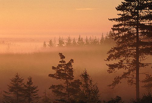 New Forest Landscapes : Pine trees at Dawn