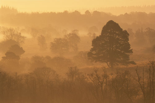 New Forest Landscapes : Dawn Mist at Backley