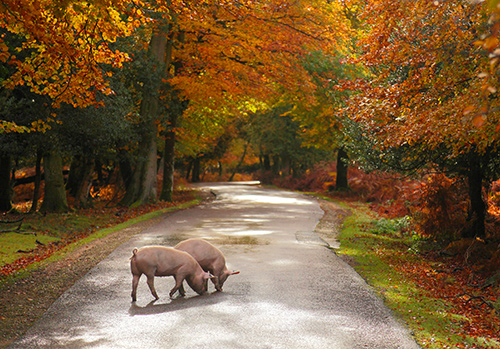 New Forest Landscapes : Pigs on Bolderwood Ornamental Drive