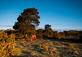 Ponies near Culverley image ref 378