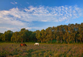 Grazing Ponies at Halfpenny Green image ref 394