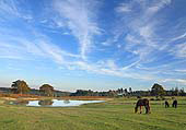 Ponies near Mogshade Pond image ref 344