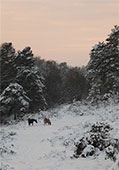 Ponies in the Snow at Crabhat Inclosure image ref 335
