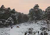 Ponies in the Snow at Crabhat Inclosure image ref 287