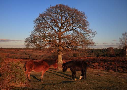 New Forest Landscapes : Resting Ponies on Mogshade Hill