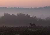 Pony at Dawn near Fritham Cross image ref 314