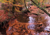 Highland Water in Autumn image ref 410